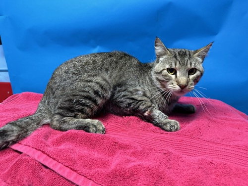 RICO, Adult Domestic Short Hair (medium coat), cat for adoption in Alhambra, California