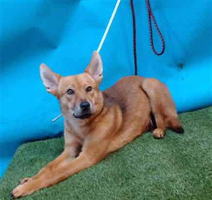GALA, an adoptable German Shepherd Dog in Gardena, CA