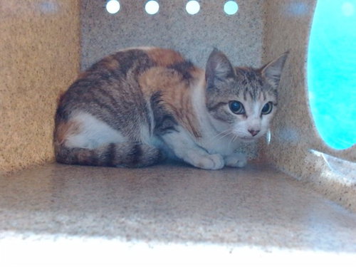 AMY, Young Domestic Short Hair (medium coat), cat for adoption in Alhambra, California
