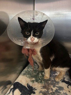 GRR ADORA, Senior Domestic Short Hair (medium coat), cat for adoption in Alhambra, California