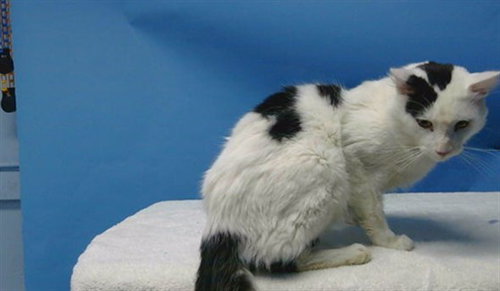 KAT, Adult Domestic Short Hair (medium coat), cat for adoption in Alhambra, California