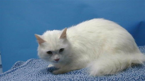 LUNA, Adult Domestic Medium Hair (medium coat), cat for adoption in Alhambra, California