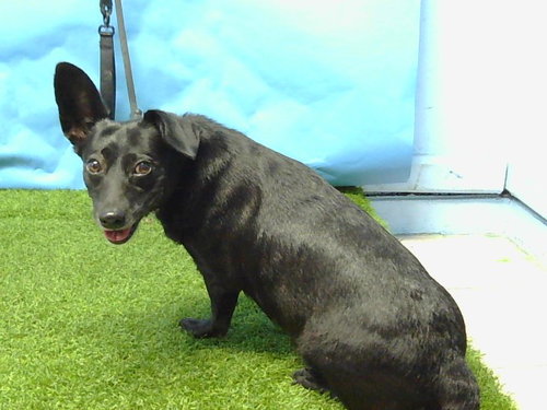 MOMMAS, an adoptable Chihuahua in Gardena, CA