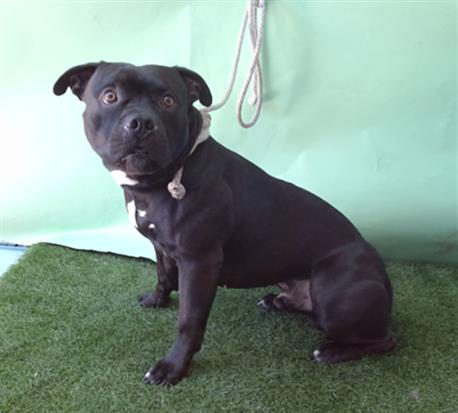 PAPAS, an adoptable Staffordshire Bull Terrier in Gardena, CA
