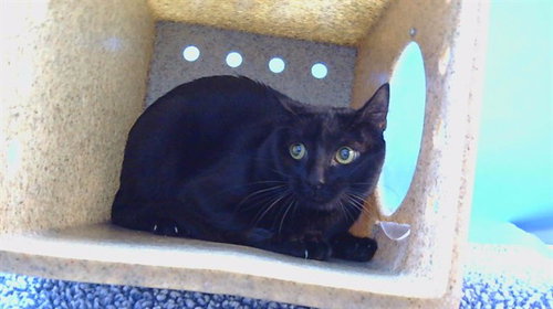 MIDNIGHT, Adult Domestic Short Hair (medium coat), cat for adoption in Alhambra, California