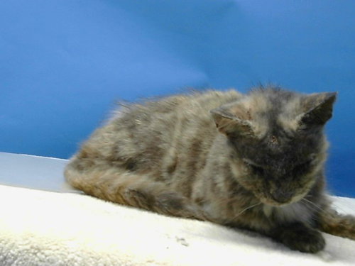A5773643, Senior Domestic Short Hair (medium coat), cat for adoption in Alhambra, California