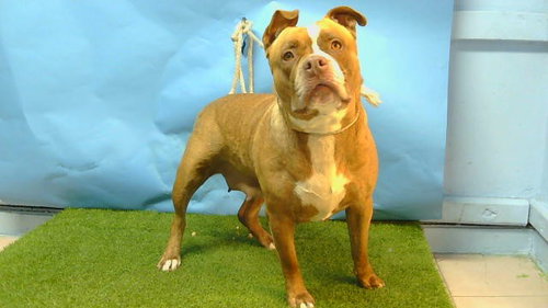 EMMA, an adoptable Staffordshire Bull Terrier in Gardena, CA
