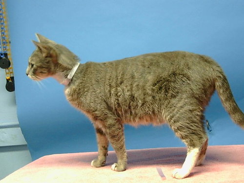 SUNSHINE, an adoptable Domestic Medium Hair in Gardena, CA