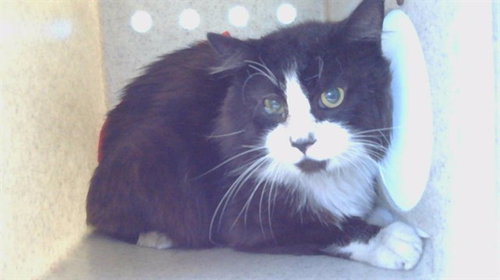 MITTENS, Senior Domestic Short Hair (medium coat), cat for adoption in Alhambra, California
