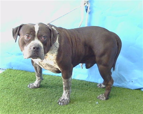 OREO, an adoptable American Bulldog in Gardena, CA