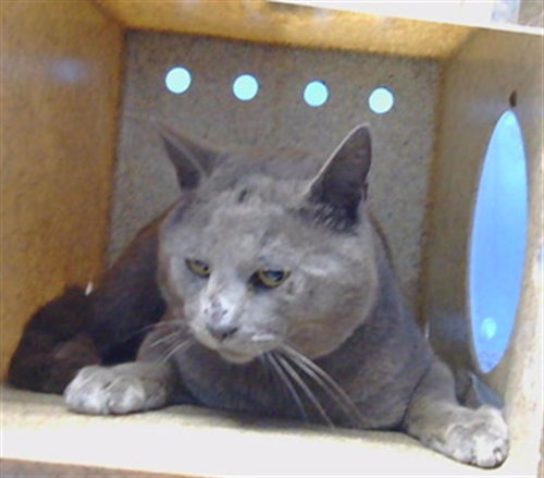 A5774510, Adult Domestic Short Hair (medium coat), cat for adoption in Alhambra, California