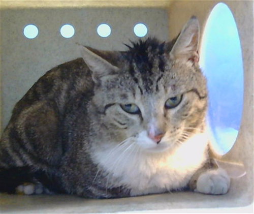 GUNTHER, Adult Domestic Medium Hair (medium coat), cat for adoption in Alhambra, California