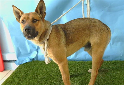 CHIP, an adoptable German Shepherd Dog in Gardena, CA