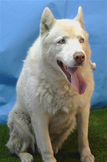 MARU, an adoptable Siberian Husky in Gardena, CA