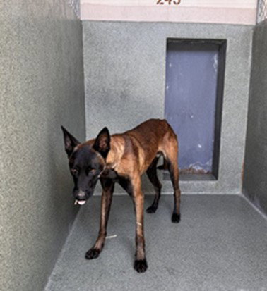 PRETTY BOY, an adoptable Belgian Shepherd Malinois in Gardena, CA