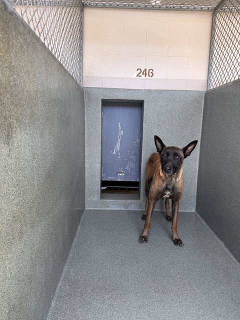 MAGGIE, an adoptable Belgian Shepherd Malinois in Gardena, CA