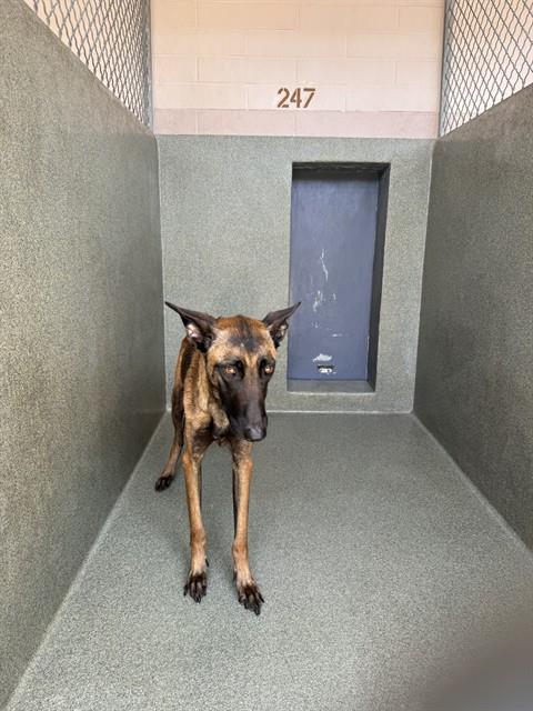 MAJESTY, an adoptable Belgian Shepherd Malinois in Gardena, CA