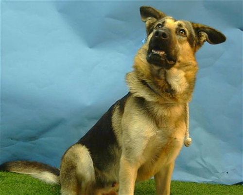 SAFFRON, an adoptable German Shepherd Dog in Gardena, CA
