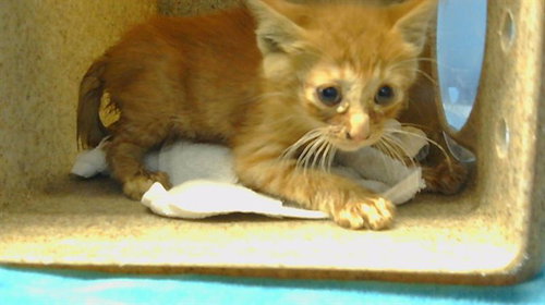 A5775827, an adoptable Domestic Short Hair in Gardena, CA