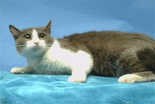 LOTTI-MAY, an adoptable Domestic Short Hair in Gardena, CA