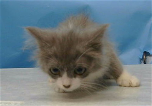 A5776932 - Domestic Medium Hair available for adoption