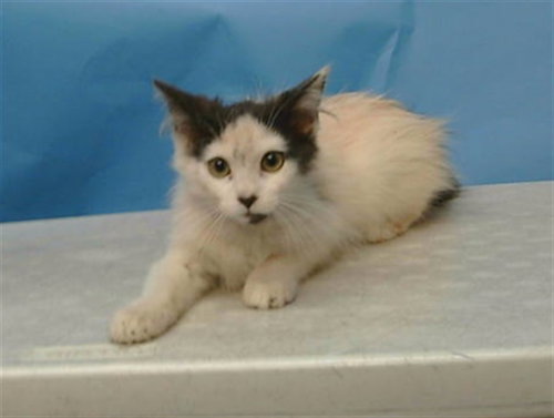 A5776933 - Domestic Medium Hair available for adoption