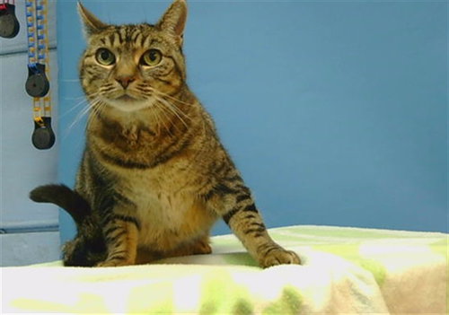 KIYOSHI, Senior Domestic Short Hair (medium coat), cat for adoption in Paramount, California
