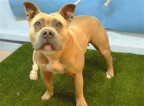 REESE, an adoptable Pit Bull Terrier in Gardena, CA