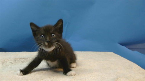 JACKIE, an adoptable Domestic Short Hair in Gardena, CA
