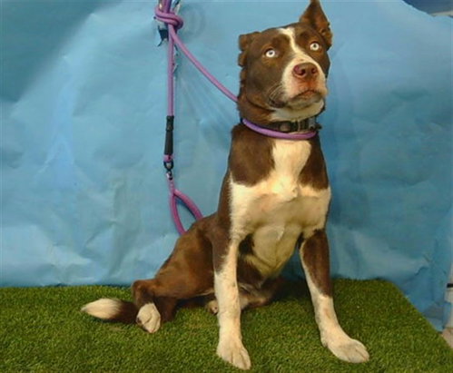 LEONARD, an adoptable Siberian Husky in Gardena, CA