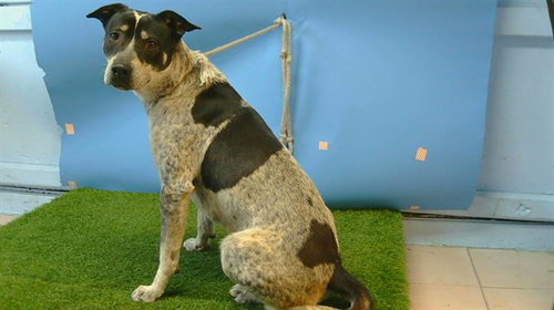 BEAMER - Australian Cattle Dog/Blue Heeler / German Shepherd Dog available for adoption