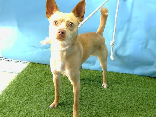 SCOOTER, an adoptable Terrier in Gardena, CA