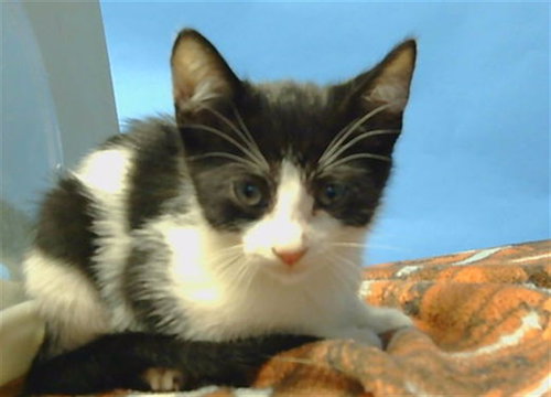 A5775511, an adoptable Domestic Short Hair in Gardena, CA