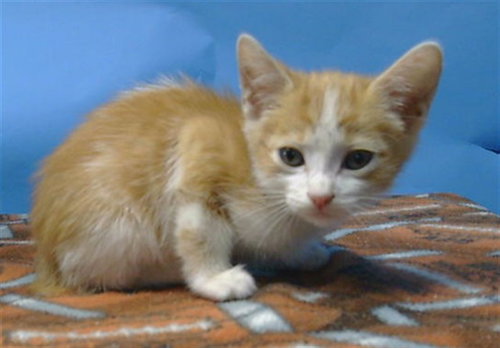 A5775512, an adoptable Domestic Short Hair in Gardena, CA