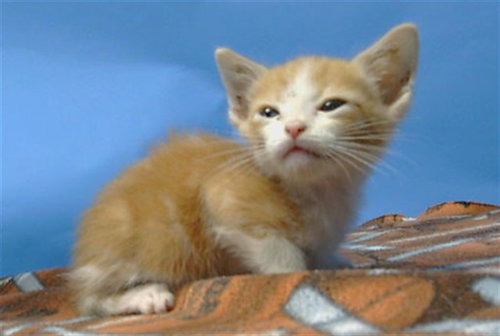 A5775513, an adoptable Domestic Short Hair in Gardena, CA