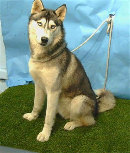YUKON