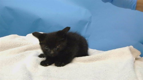 A5776908, Baby Domestic Short Hair (medium coat), cat for adoption in Paramount, California