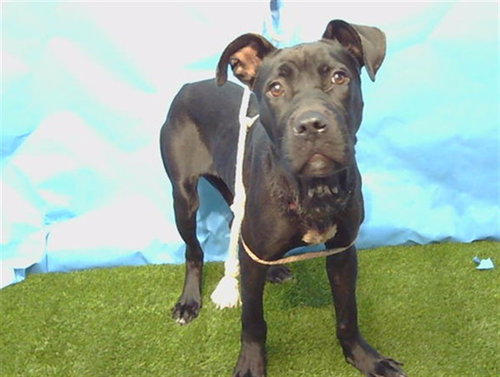 A5776964, an adoptable Pit Bull Terrier in Gardena, CA