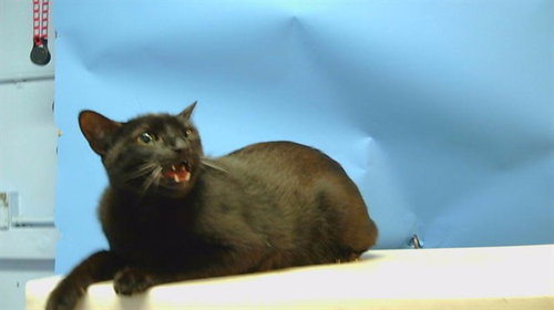 DEAE, Adult Domestic Short Hair (medium coat), cat for adoption in Paramount, California