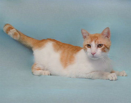 JAMESON, Adult Domestic Short Hair (medium coat), cat for adoption in Paramount, California