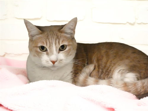 FEATHER, Adult Domestic Short Hair (medium coat), cat for adoption in Paramount, California
