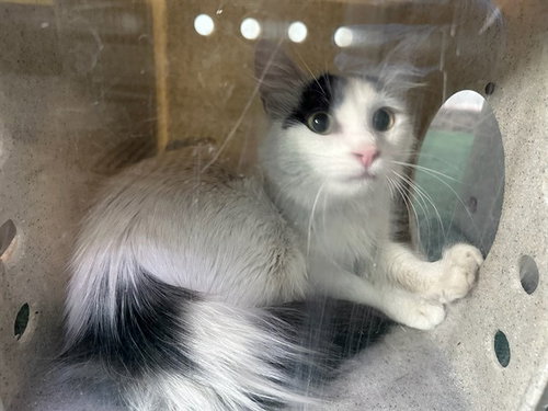 KIKI, Young Domestic Short Hair (medium coat), cat for adoption in Paramount, California