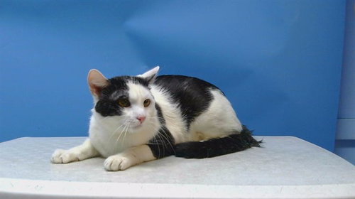 A5778369, Adult Domestic Short Hair (medium coat), cat for adoption in Paramount, California