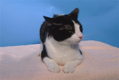 A5778300, Adult Domestic Short Hair (medium coat), cat for adoption in Paramount, California