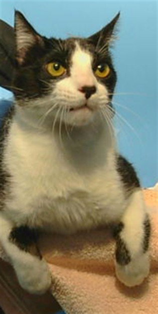A5778305, Adult Domestic Short Hair (medium coat), cat for adoption in Paramount, California