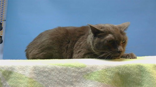 BLUE, Adult Domestic Short Hair (medium coat), cat for adoption in Paramount, California
