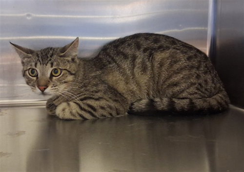 MAX, Adult Domestic Short Hair (medium coat), cat for adoption in Paramount, California