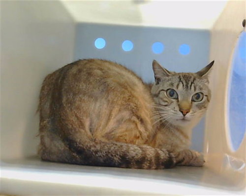 CHARLES, Adult Domestic Short Hair (medium coat), cat for adoption in Paramount, California