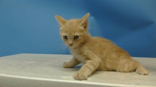 STEVIE, Baby Domestic Short Hair (medium coat), cat for adoption in Paramount, California