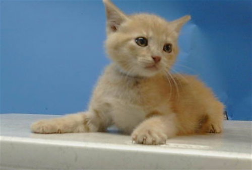 BENNY, Baby Domestic Short Hair (medium coat), cat for adoption in Paramount, California